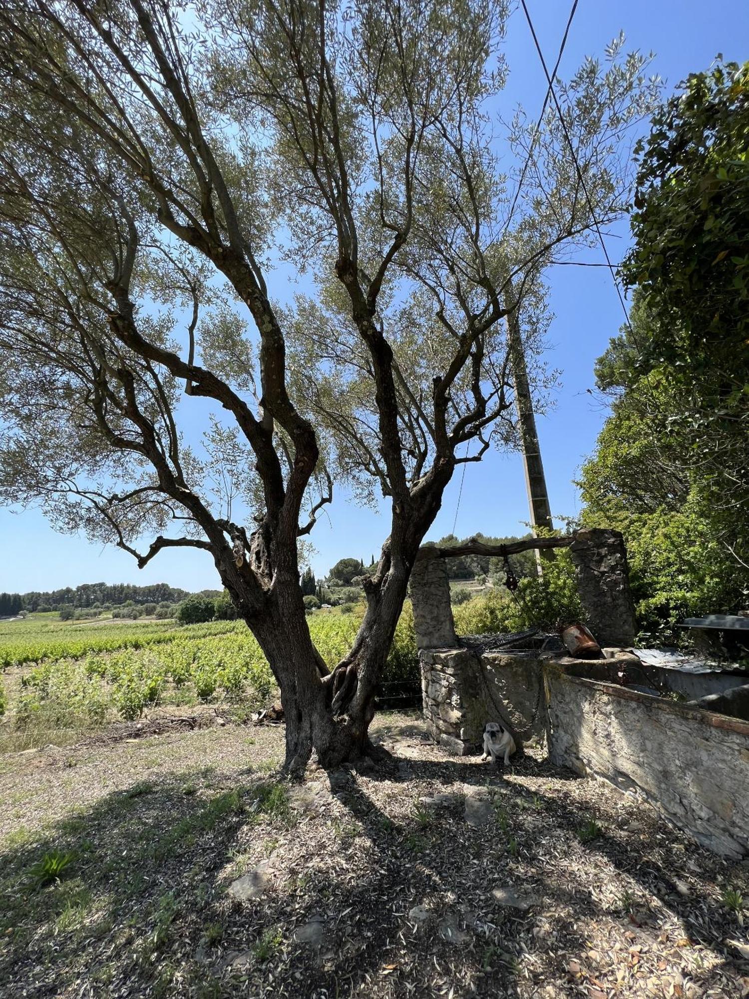 Le Mas Golie Le Castellet  Eksteriør billede